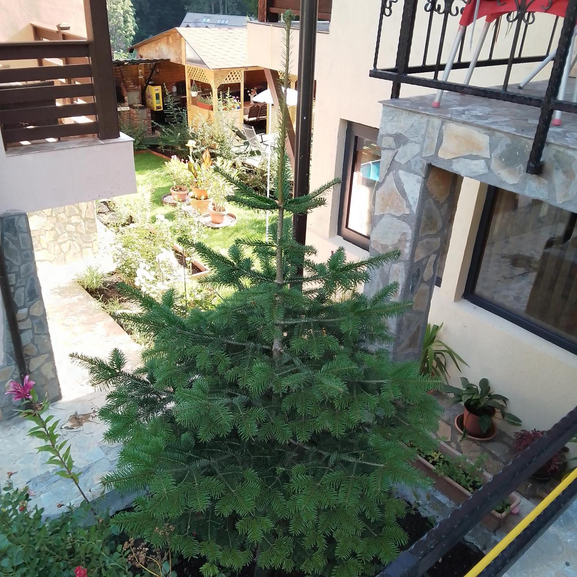 Casa Nicolas Busteni Ngoại thất bức ảnh